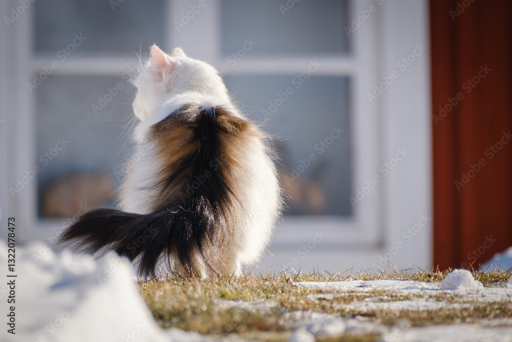 Beautiful white fluffy cat portrait