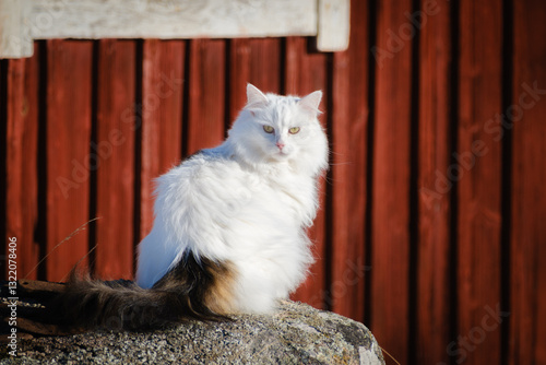 Obraz na płótnie Beautiful white fluffy cat portrait w salonie