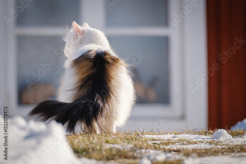 Obraz na płótnie Beautiful white fluffy cat portrait w salonie