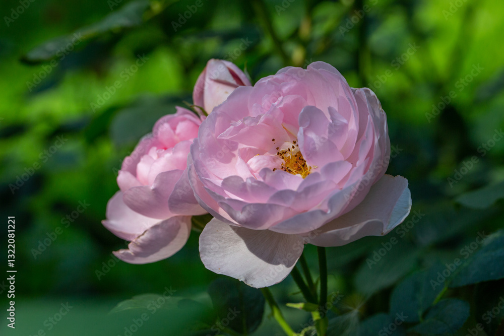 Fototapeta premium Blooming pink rose flower macro photography on a sunny summer day. Garden rose with pink petals close-up photo in the summertime. Tender rosa floral background. 