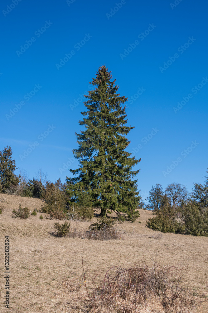 a single standing large spruce tree in a juniper heathland