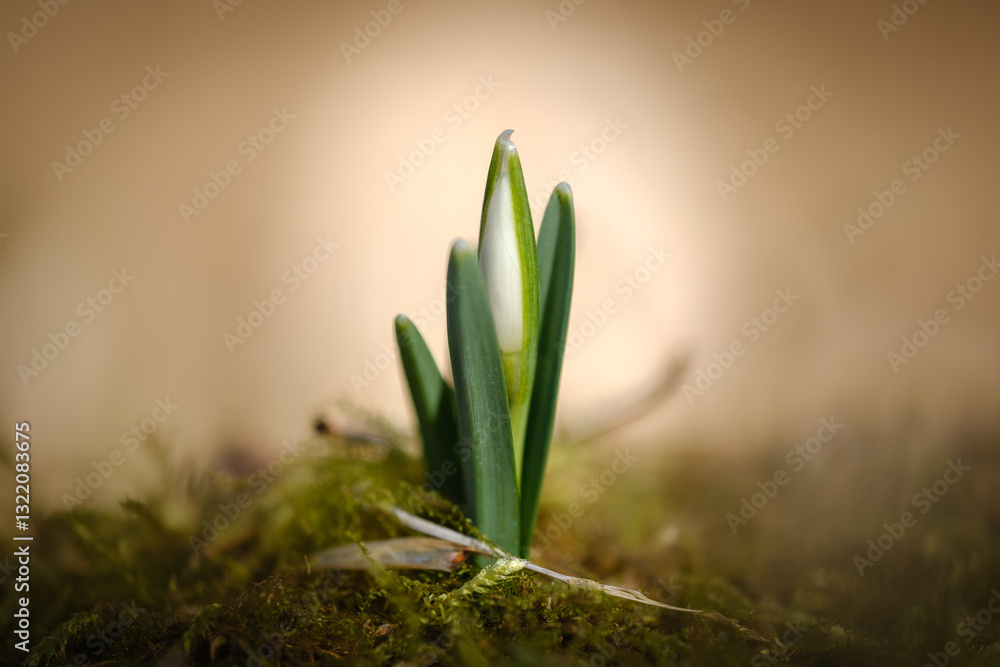 White snowdrop flowers in early spring