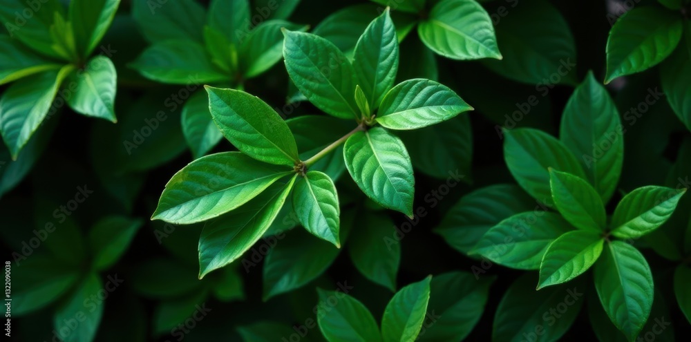 Dark green leaves, shadows, dense foliage, close-up, dense, backdrop, texture Dark green leaves, shadows, dense foliage, close-up, dense, backdrop, texture
