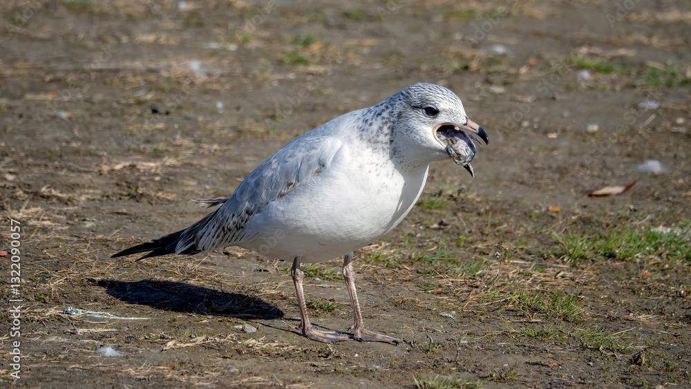 The seagull is feeding after foraging. The seagull is feeding after foraging.