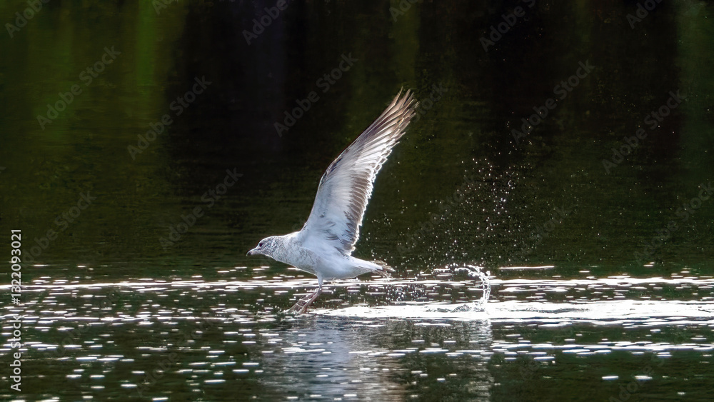Fototapeta premium Seagull flying over the calm lake.