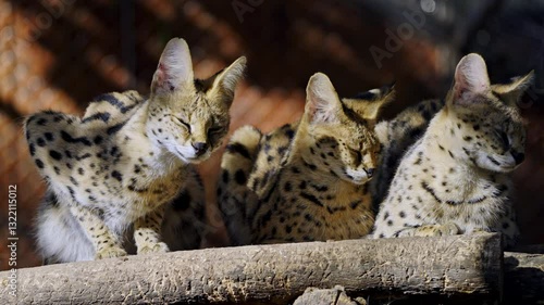 Slow-motion shot of three young Servals resting together in the nature