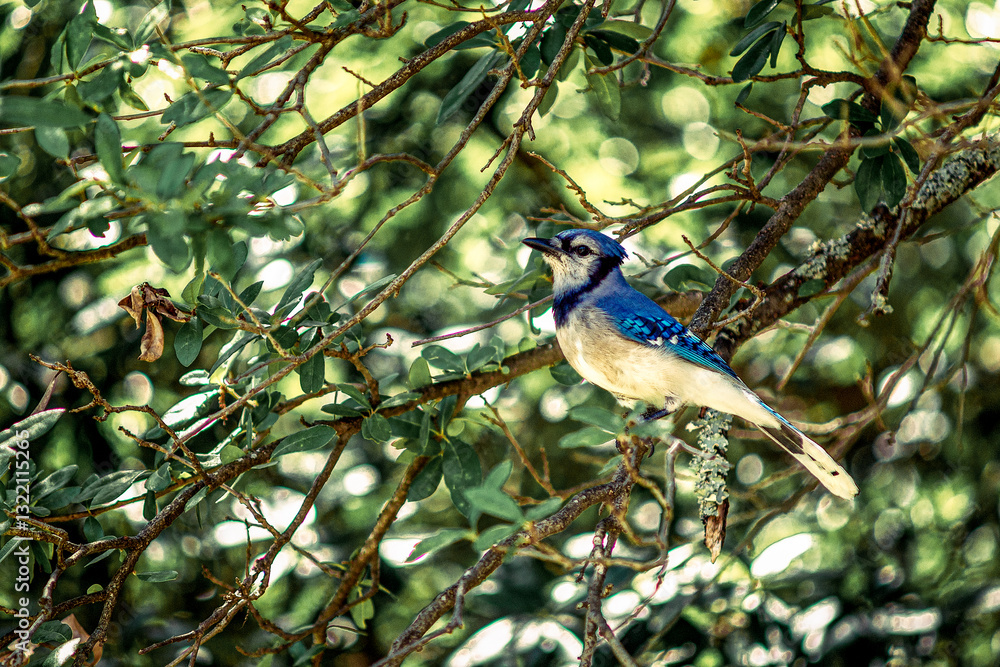 Obraz premium Blue Jay Perched on a Spring Tree
