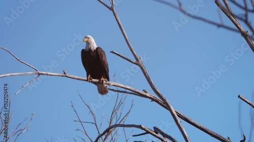 Bald Eagle On Dead Branch