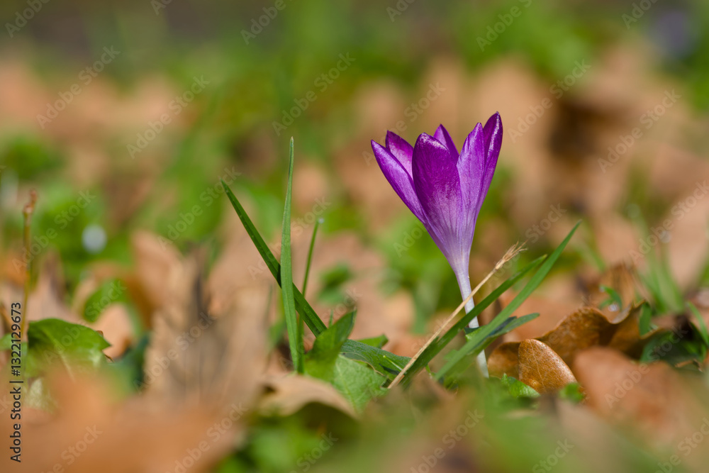 purple crocus flower on the ground close-up purple crocus flower on the ground close-up