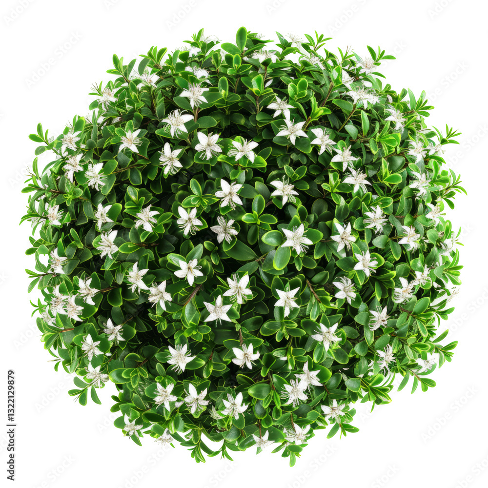 Obraz premium Myrtus Shrub With White Flowers. Floral Close-Up Of The Topiary On Transparent Background.