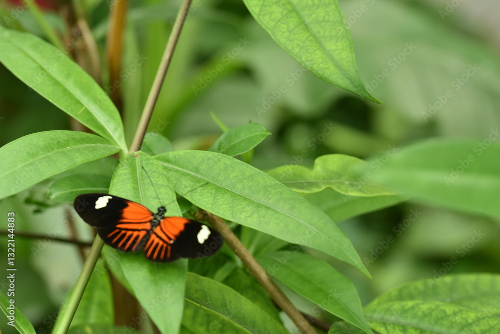 butterfly on a green leaf butterfly on a green leaf