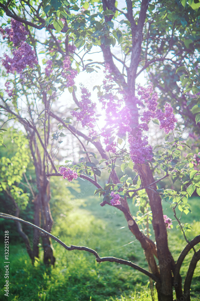 Fototapeta premium Purple lilac flowers on tree branches in a garden during morning or evening light.