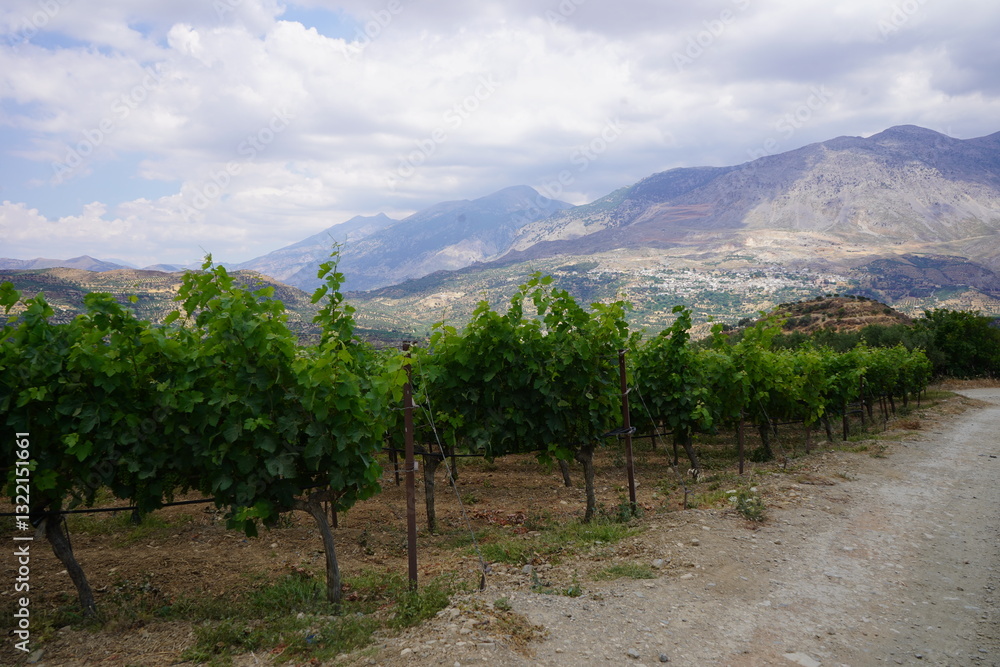 Fototapeta premium A vineyard at high altitude near the abandoned village of Raftis on the island of Crete in Greece in front of a dirt road with the mountains in the background