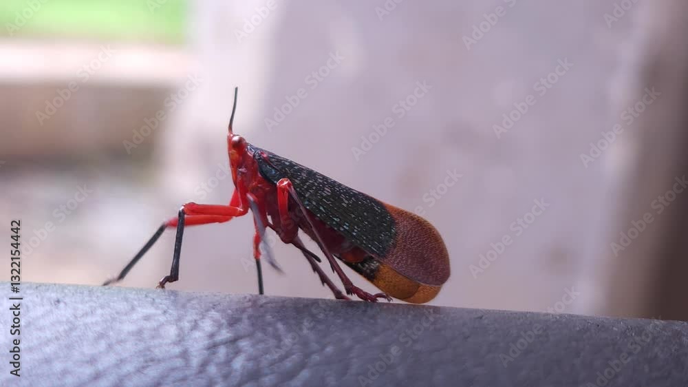 Rare bug black and red variety, India