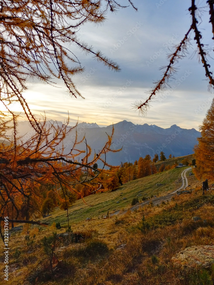 sunset in the mountains with a dirt road, orange larch trees in the fall in a mountain landscape