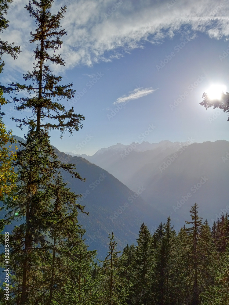 Evergreen in Switzerland with the mountains in the background with sun rays