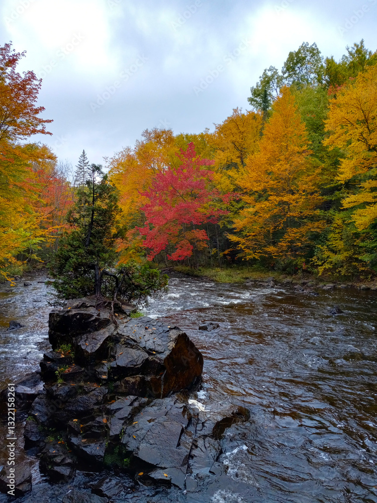 autumn in the forest by a river, with birch and maple trees in Quebec