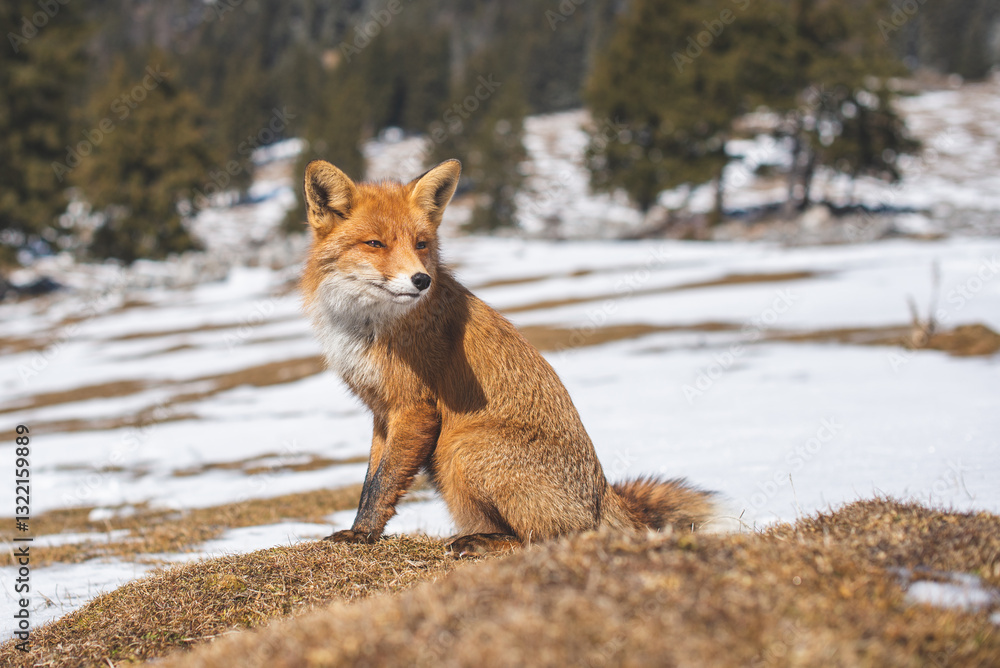 Obraz premium Portrait od red fox in winter
