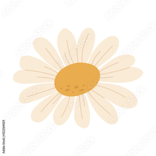 Elegant daisy with soft petals. Vector illustration. 13