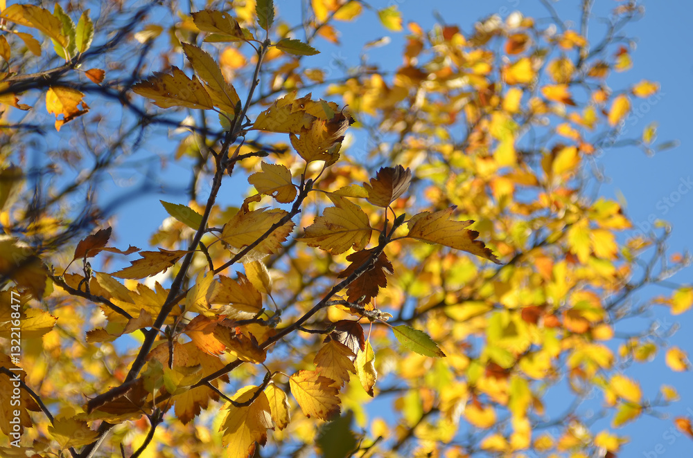 Yellow bright leaves close-up, nature of the east of Ukraine, natural, autumn Yellow bright leaves close-up, nature of the east of Ukraine, natural, autumn