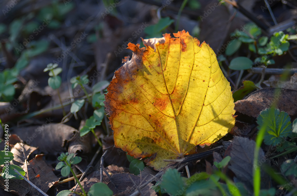 Yellow bright leaves close-up, nature of the east of Ukraine, natural, autumn Yellow bright leaves close-up, nature of the east of Ukraine, natural, autumn