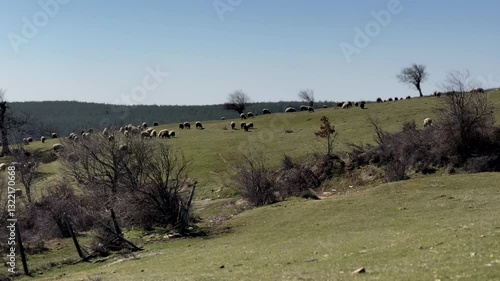 flock of sheep grazing in the mountains