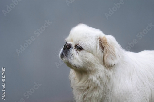 Small, 8 years old white pekinese 