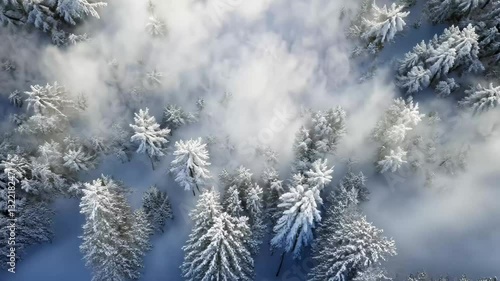 Wallpaper Mural Slow aerial view over a tranquil winter forest blanketed in snow and mist, Aerial slow fly over a moody winter forest covered in snow entering thick cloud Torontodigital.ca