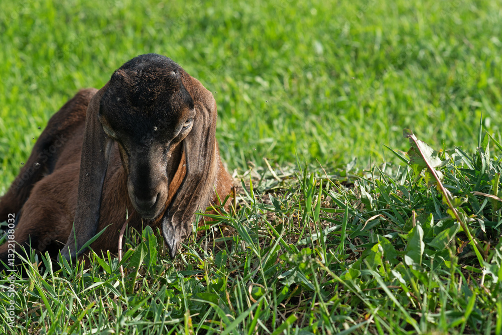 Nubian baby goat laying at pasture at sunny summer day. rural farm life