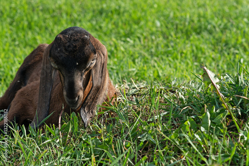 Obraz na płótnie Nubian baby goat laying at pasture at sunny summer day. rural farm life w salonie