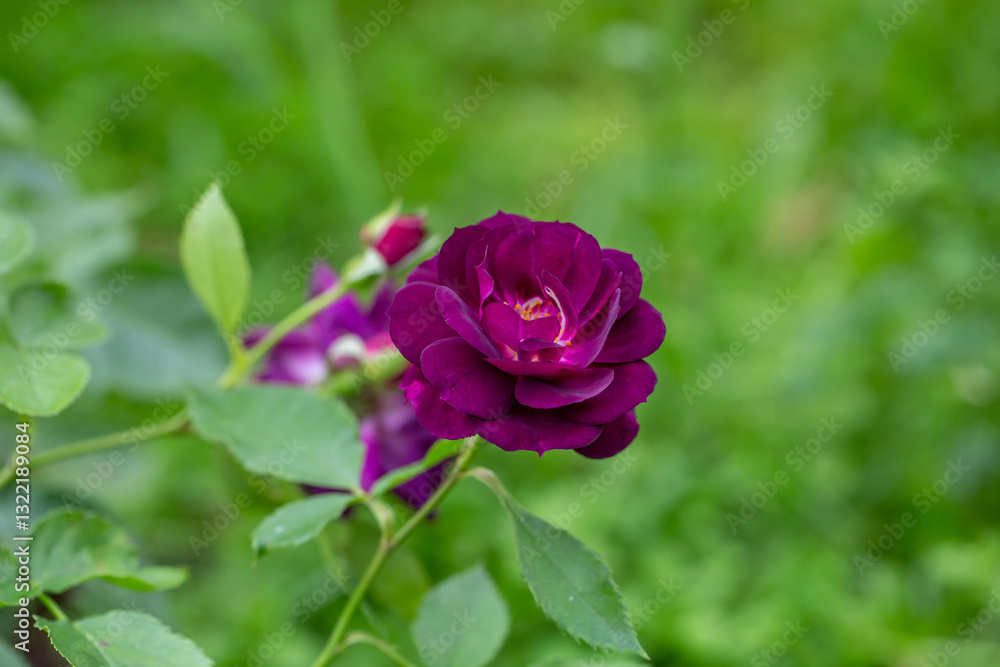 Blooming purple rose flower macro photography on a sunny summer day. Garden rose with purple petals close-up photo in the summertime. Tender rosa floral background. Blooming purple rose flower macro photography on a sunny summer day. Garden rose with purple petals close-up photo in the summertime. Tender rosa floral background.