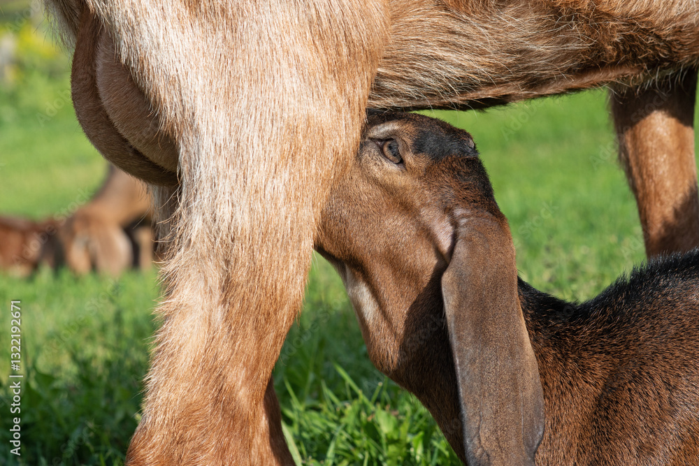 Nubian baby goat feeding his mom  at pasture at sunny summer day. rural farm life