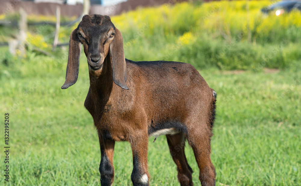 Nubian baby goat grazing at pasture at sunny summer day. rural farm life