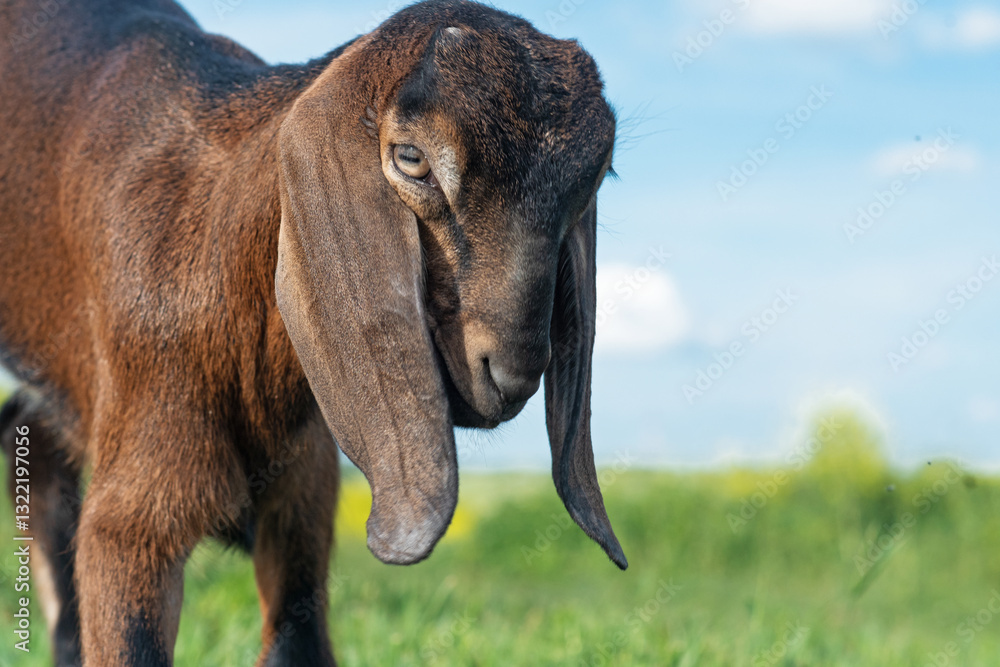 portrait of cute Nubian baby goat grazing at pasture at sunny summer day. rural farm life