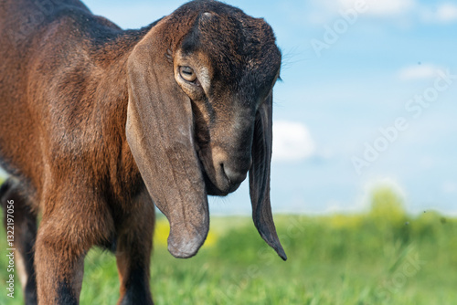 Obraz na płótnie portrait of cute Nubian baby goat grazing at pasture at sunny summer day. rural farm life w salonie
