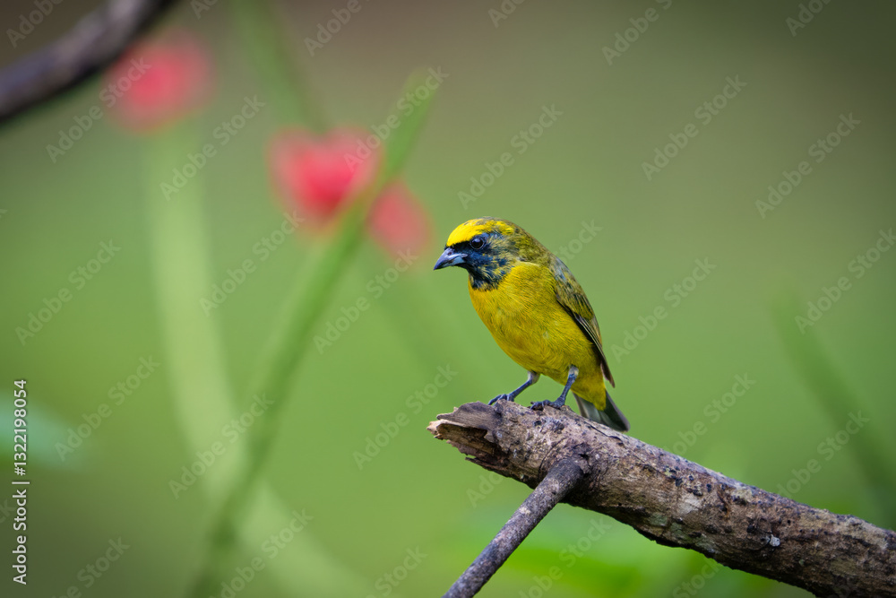 Fototapeta premium The spot-crowned euphonia, Euphonia imitans is a bird in the family Fringillidae