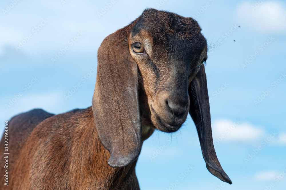 close up portrait of cute Nubian baby goat grazing against blue sky at sunny day. rural farm life