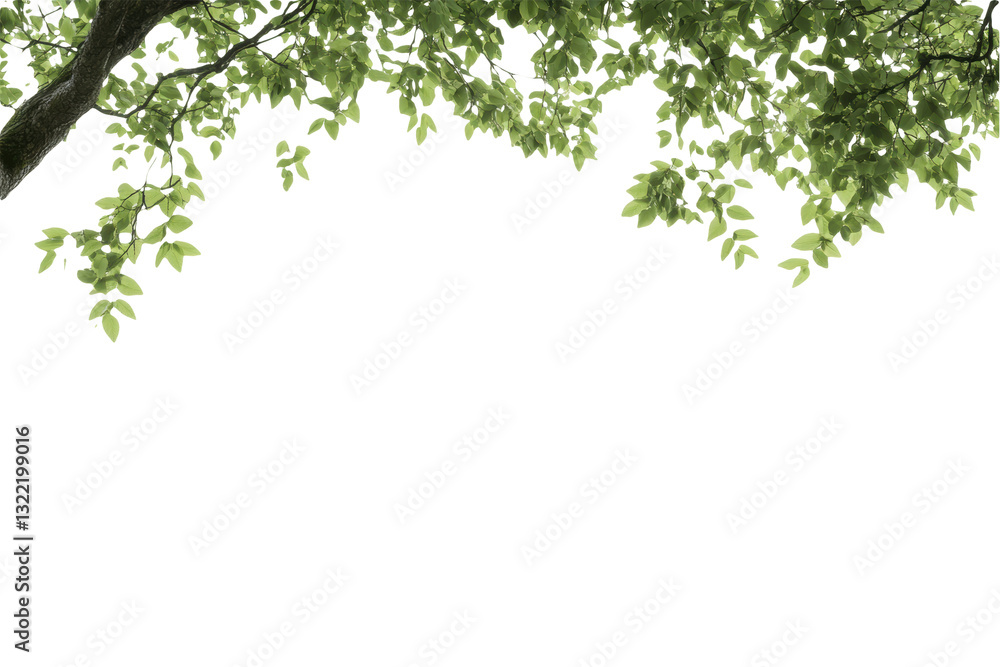 Green tree branches with leaves isolated on transparent background Green tree branches with leaves isolated on transparent background