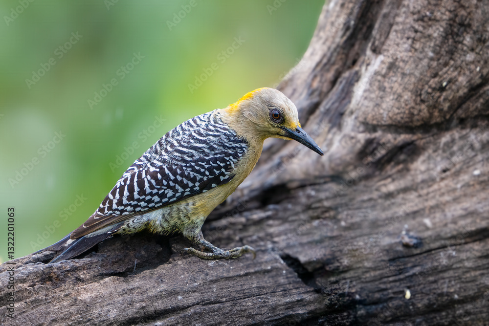 Fototapeta premium Hoffmanns woodpecker, Melanerpes hoffmannii, is a species in subfamily Picinae