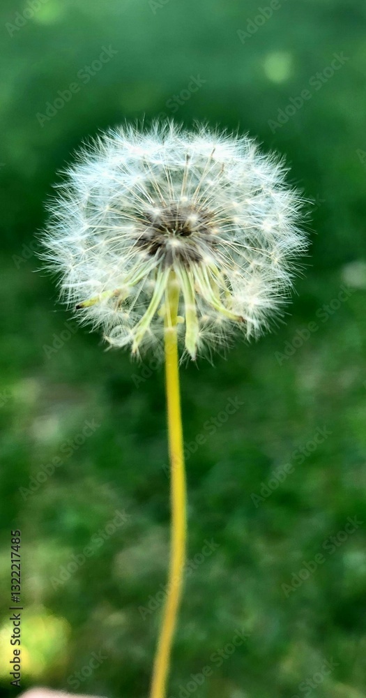 Make a wish - dandelion Make a wish - dandelion