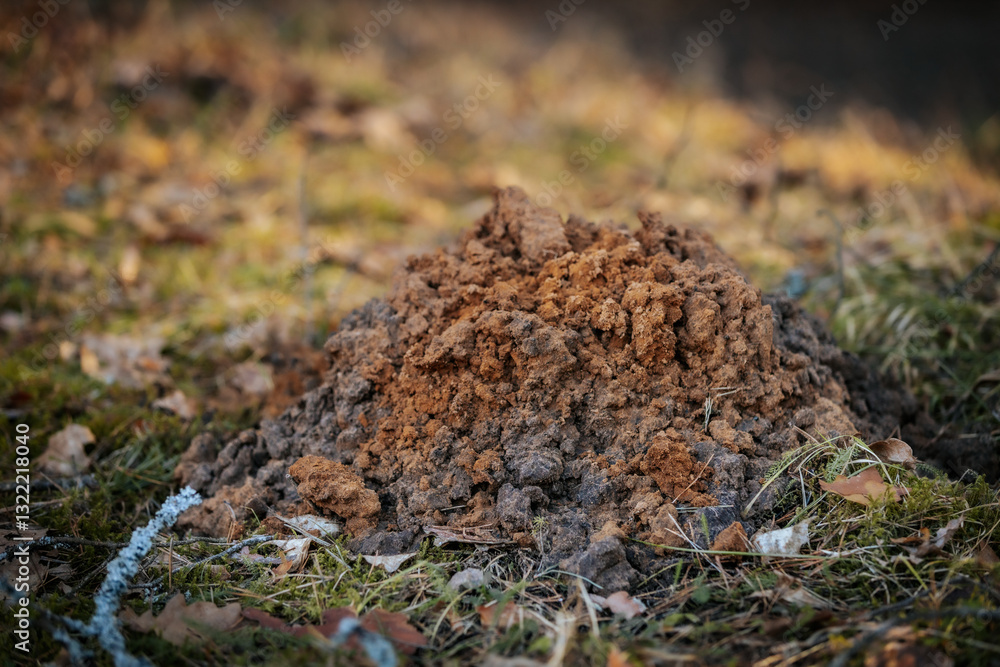 Obraz premium A close-up of a freshly dug molehill with loose soil and a small entrance hole, surrounded by grass and moss in a natural outdoor setting.
