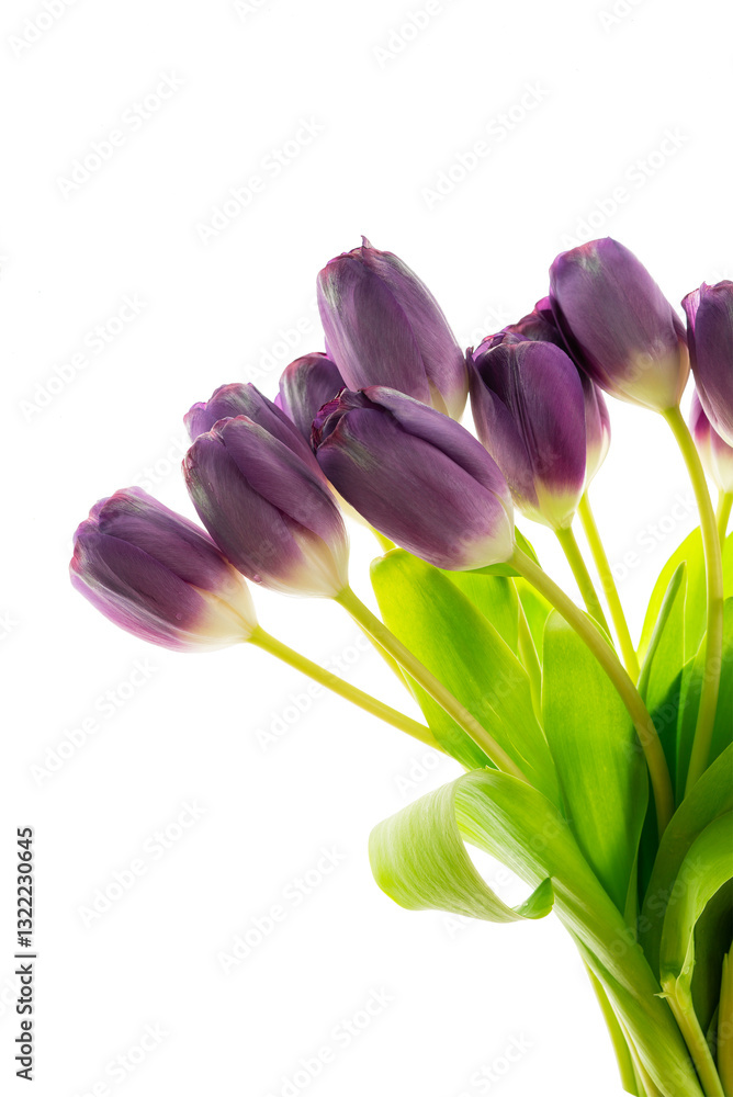 Elegant bouquet of purple tulips with fresh green leaves arranged for decoration or gifting in a bright setting