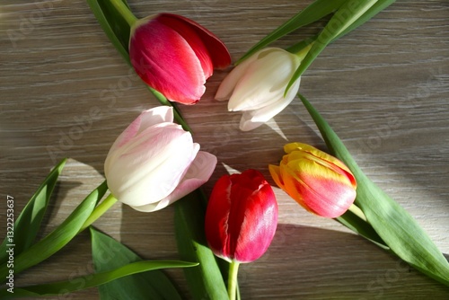 multi-colored tulips - composition