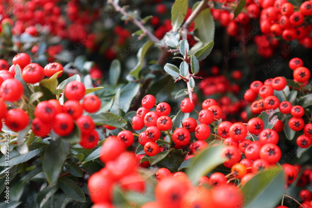 Obraz premium Red berries of Shepherdia silvery