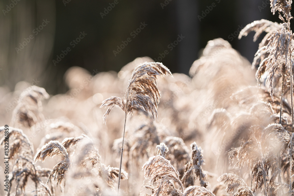 Landscape photo of a common reed (Phragmites australis) covered in frost and lit by winter sunlight in Sweden.