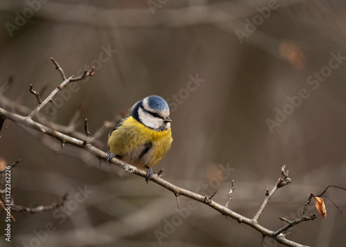 Photography Vibrant and colorful Eurasian blue tit (Cyanistes caeruleus) perched on a branch in the woods near Stockholm, Sweden