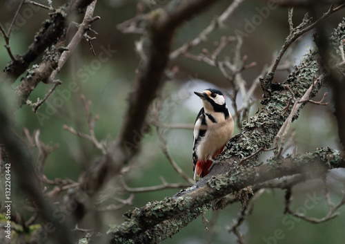 Photography Great-spotted woodpecker (Dendrocopos major) standing out against a dark green forest in Stockholm, looking out into the surrounding woods