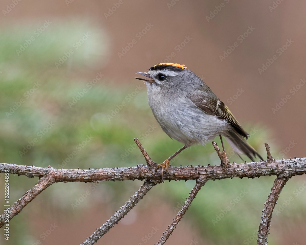 Fototapeta premium Golden-crowned Kinglet (Regulus satrapa), a very small songbird in the family Regulidae that lives throughout much of North America