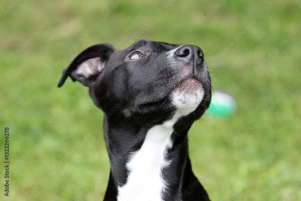 head and shoulders shot of a short haired, black and white, pitbull lurcher cross puppy, with floppy ears head and shoulders shot of a short haired, black and white, pitbull lurcher cross puppy, with floppy ears