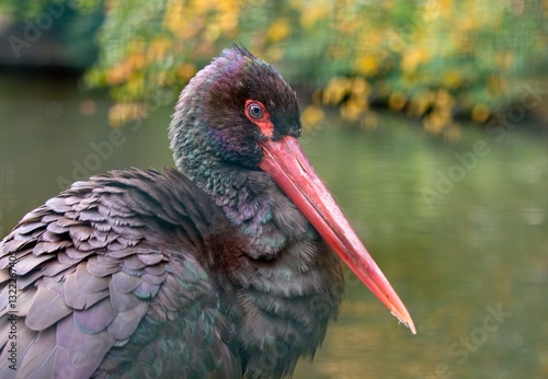 black stork ciconia